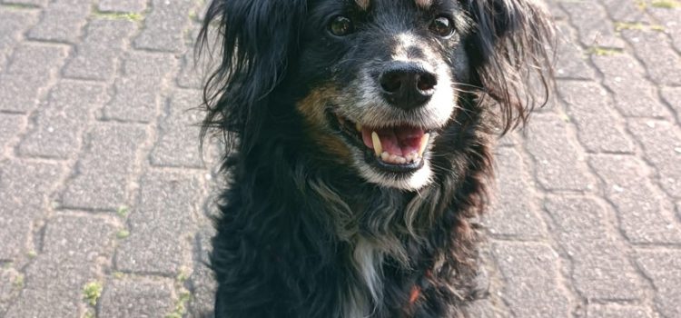 Dringend Pflege- oder Endstelle für Boomer gesucht.
