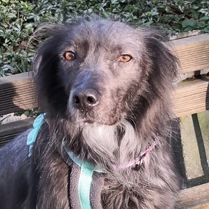 Zsömi / Zoey braucht unsere Hilfe!