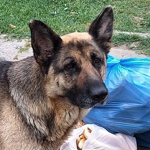 Borka Borka