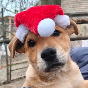 Frohe Weihnachten und einen guten Rutsch!