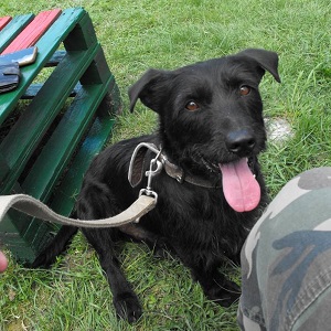 Fido in der Hundeschule