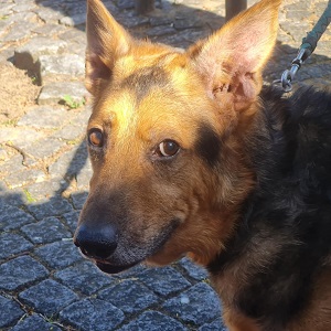 Marlo sucht einen Gnadenplatz oder Pflegestelle! Marlo sucht einen Gnadenplatz oder Pflegestelle!