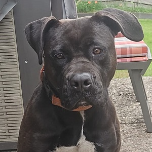 Abby (Vermittlungshilfe)