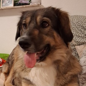Coco (Vermittlungshilfe)