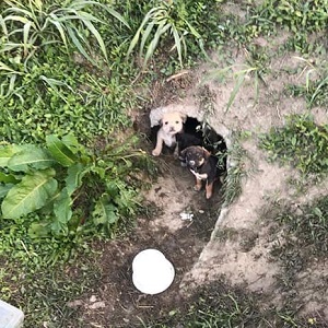 Zwei Hundefamilien gerettet Zwei Hundefamilien gerettet