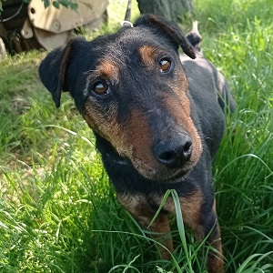 Berci