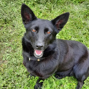 Málna