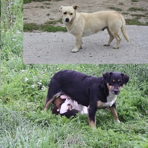 Straßenhunde
