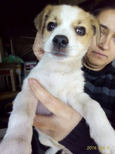 0034 Drazse (1)