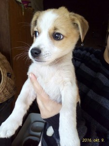 0034 Drazse (2)