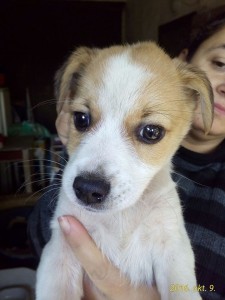 0034 Drazse (3)