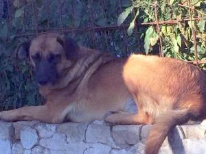 0108 Lizi 13