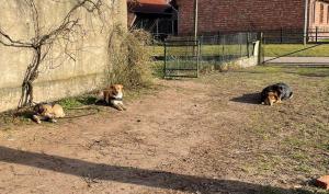 0140 Findus 18