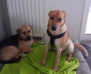 0140 Findus  0208 Ole 2