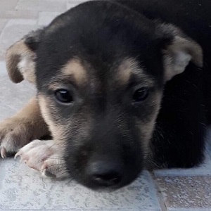 0208 Igor (3)A