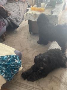 0397 Dalton 0398 Dina 10