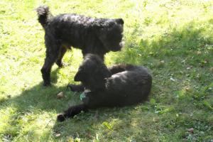 0397 Dalton 0398 Dina 7