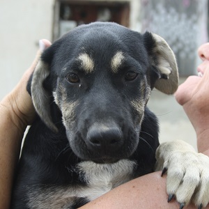 0435 Lexi 15A
