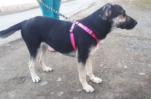 0435 Lexi 38