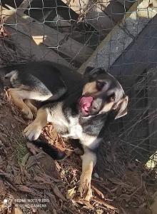 0435 Lexi 50