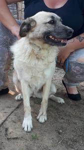 0453 Panni 28