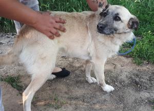 0453 Panni 29