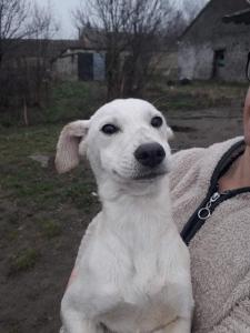 0463 Zizi 10