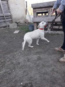 0463 Zizi 27