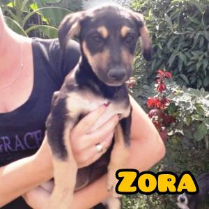 0466 Zora 10