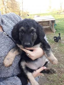 0474 Bella 1