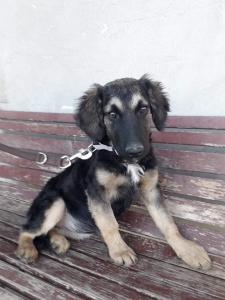 0474 Bella 13