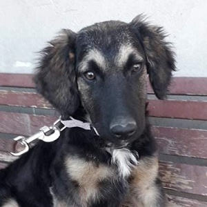 0474 Bella 13Aa