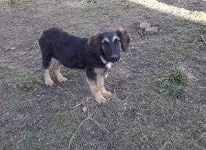 0474 Bella 15