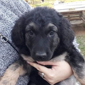 0474 Bella 1A
