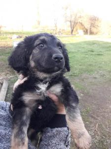 0474 Bella 2
