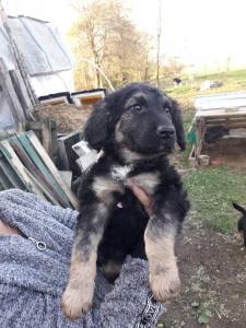 0474 Bella 3