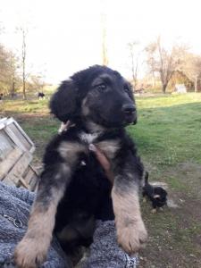0474 Bella 4