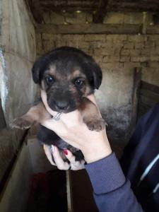 0474 Bella 6