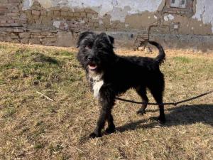 0476 Blacky 12