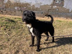 0476 Blacky 13