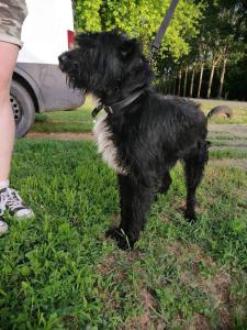 0476 Blacky 17