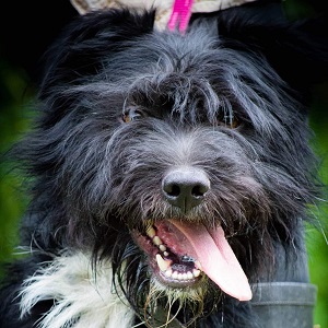 0476 Blacky 21A