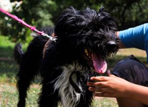 0476 Blacky 25