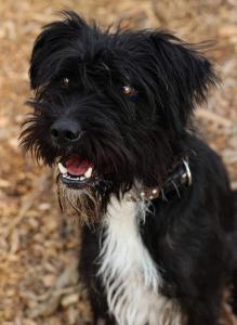 0476 Blacky 27