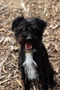 0476 Blacky 29