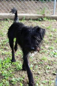 0476 Blacky 30