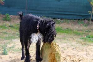 0476 Blacky 31