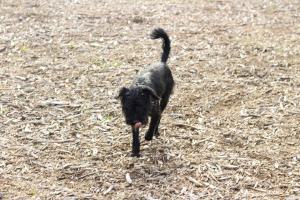 0476 Blacky 33