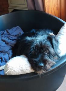 0476 Blacky 36