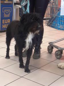 0476 Blacky 6